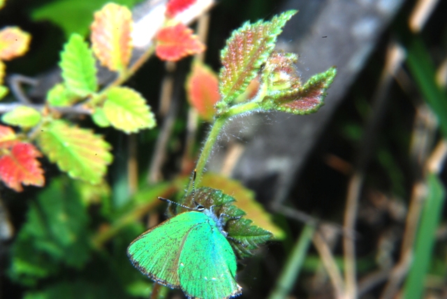 Sconosciute - Emmelia trabealis e Callophrys rubi